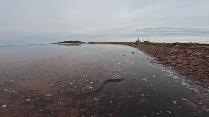 Underwater of wild american eel swimming in shallow muddy waters.