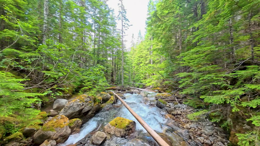 Fisher Creek Cuts through North Cascades Forest in Summer
