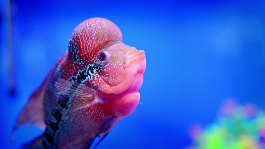 A flowerhorn cichlid turns from a three-quarter view into a right-facing profile in blue water.