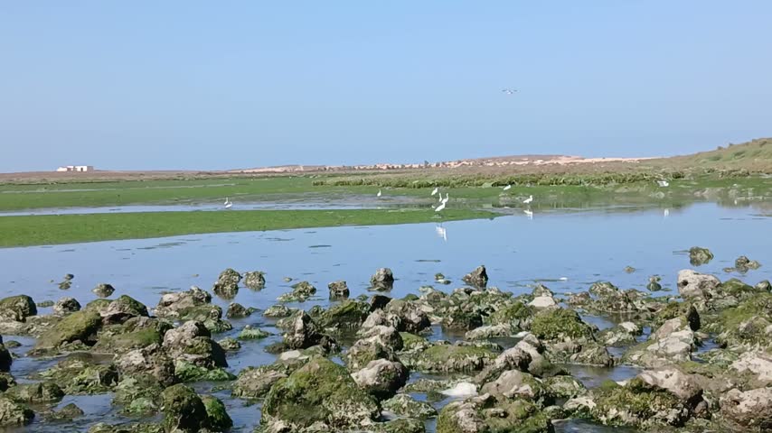 Scenic coastal wetland lagoon with mossy rocks and aquatic vegetation