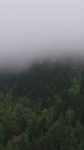 Dense Fog Blanketing Majestic Evergreen Forests on a Mountain in British Columbia, Canada