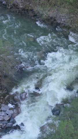 Powerful River Rapids Rushing Through Lush Green Landscape in British Columbia, Canada