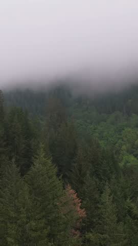 Dense Pine Forest Shrouded in Fog in the Mountains of British Columbia, Canada