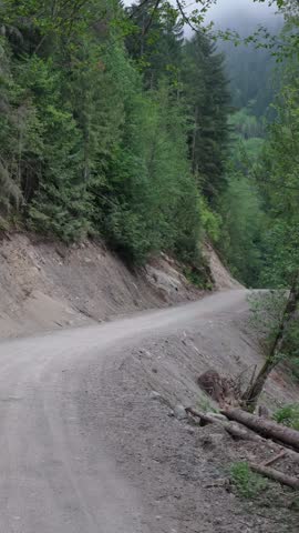 Winding Gravel Road Through a Lush Coniferous Forest in Remote British Columbia, Canada