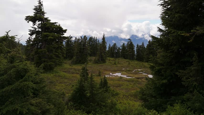Majestic Mountain Forest Landscape in British Columbia, Canada, with Green Trees and Puddles Under a Cloudy Sky