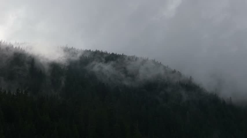 Eerie Fog Engulfs a Dense Mountain Forest in British Columbia, Canada