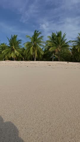 Tropical Beach With Palm Trees and Clear Water