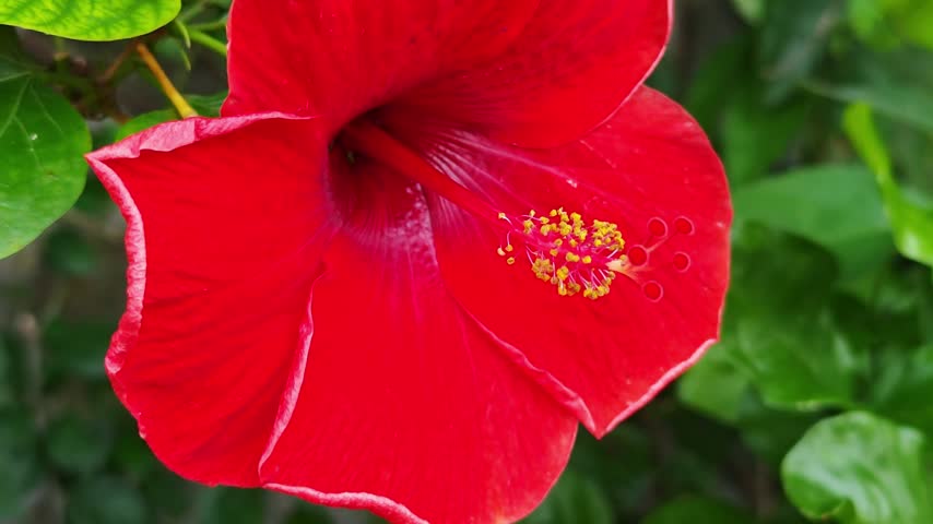 Red Hibiscus Flower With Long Stamens