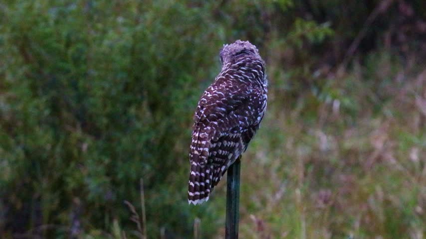 Juvenile barred owl, Strix varia, turns its head while perched on a fence post in Polk County, Wisconsin during early fall.