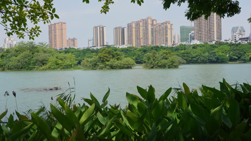 The wide banana leaves in Nanhu Park in Nanning, Guangxi form a silhouette in the foreground. The open lake reflects the skylight. The green trees and buildings on the other side are scattered in a quiet and distant place.