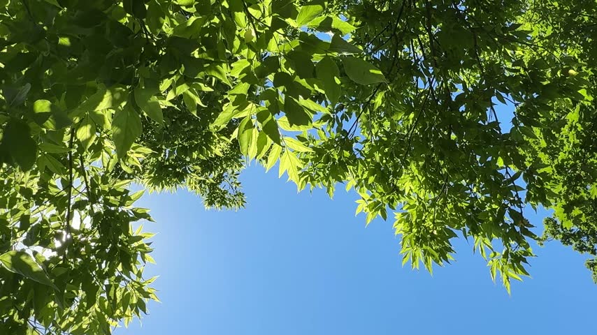 Tree green foliage Box elder Acer negundo on blue sky.