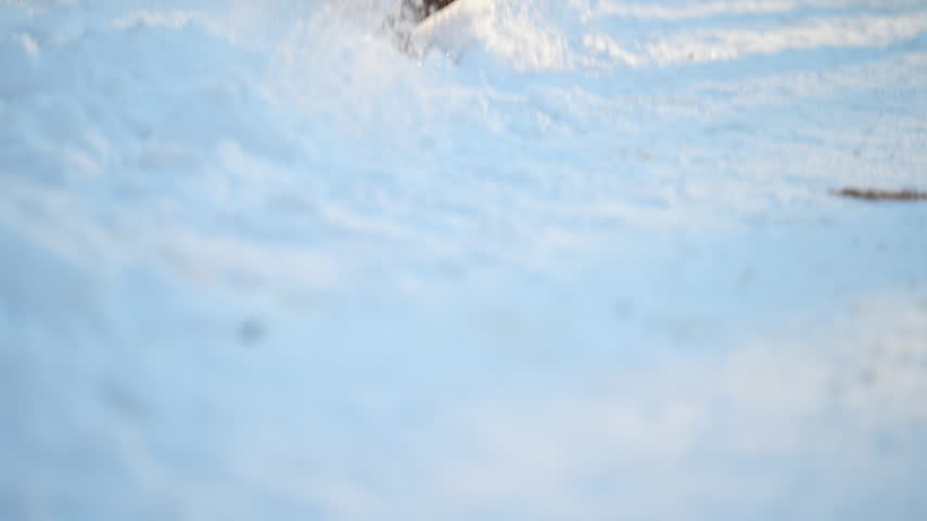 Hungarian vizsla sniffs and explores the snow in a peaceful winter forest