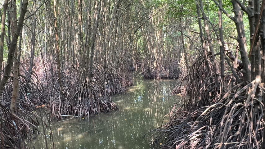 Mangrove Forest with Swamp in Tropical Country