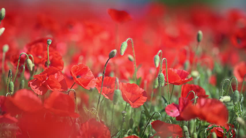 Red poppies bloom among green stems in a meadow, captured with shallow depth of field