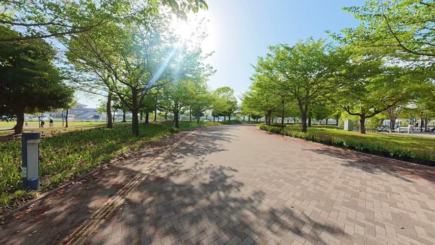 Tree Lined Promenade Walkway with Sunlight Filtering Through Green Leaves in Odaiba