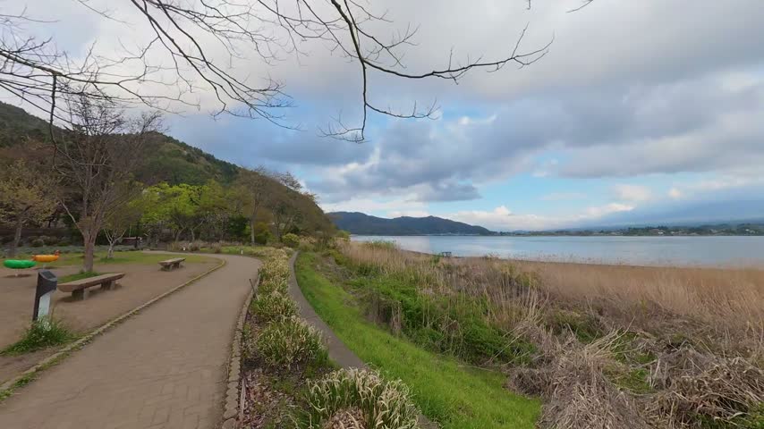 Lakeside Walking Trail Winding Through Golden Reed Grass at Lake Kawaguchiko