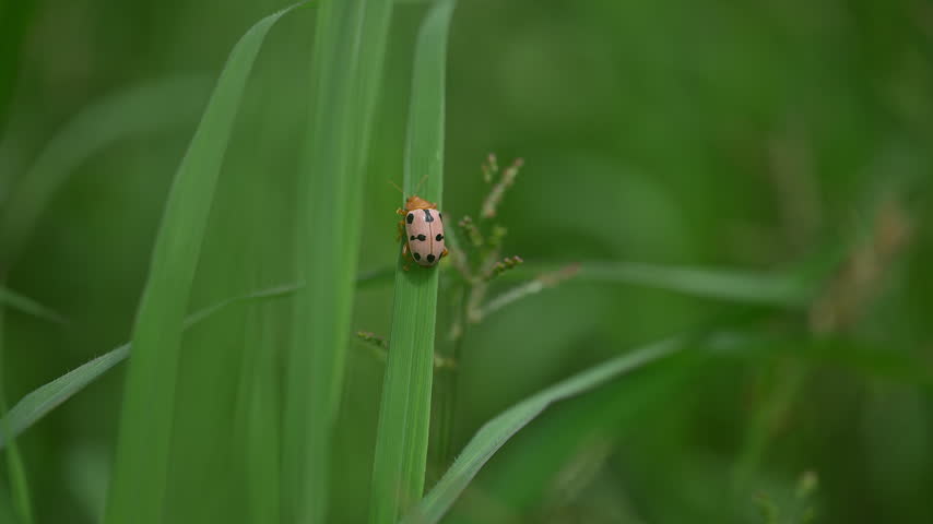 Macro close up shot of a tiny ladybug beetle crawling up on a green blade of grass in the meadow.