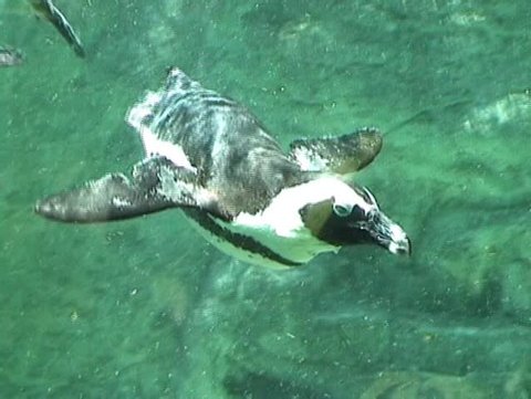 Penguins swimming and diving (behind glass, Singapore Zoo) - no sound, DV 4:3, Sony TRV 110 E