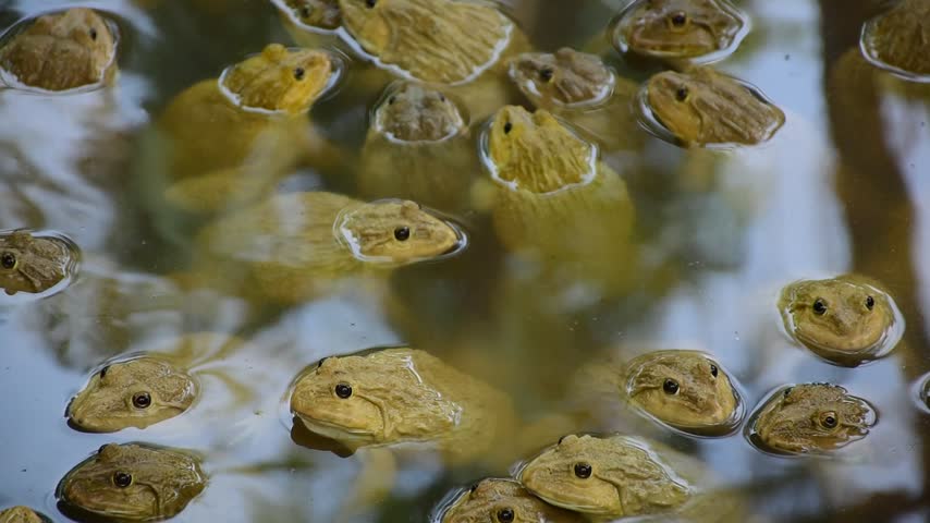 Commercial Frog Farm, A big brown frog in the pond,Swarm of Edible Frogs