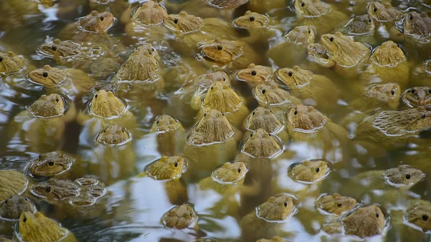Commercial Frog Farm, A big brown frog in the pond,Swarm of Edible Frogs