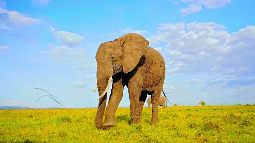 Large african elephant, an iconic wild animal, walks slowly across a vast golden grassland with blue sky and clouds in background. Wildlife in natural habitat.
