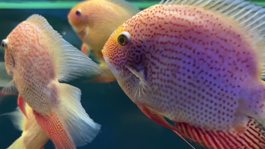 A high-quality close-up shot of a beautiful Discus fish (Symphysodon) gliding through the water in a freshwater aquarium. The macro perspective highlights the intricate red and orange spotted patterns on its body and the sharp detail of its eye. Other colorful discus fish are visible in the soft, bokeh background. This serene and vibrant underwater footage is ideal for projects related to aquascaping, tropical pets, marine biology, and relaxing nature content.