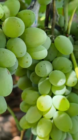 Vertical close-up of ripe green grape clusters growing on a vine in warm natural sunlight.