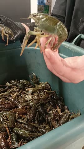 Man holding live crayfish in his hands, fresh river catch, crayfish fishing and harvesting concept, freshwater fishing and seafood trade.