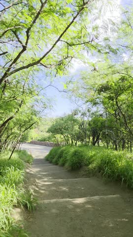 Peaceful walking path surrounded by lush green trees and tropical foliage in Honolulu, Hawaii.