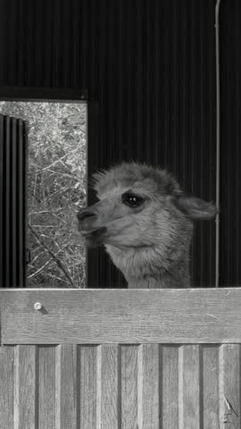 Black and white vertical footage of curious white alpaca in rustic wooden barn