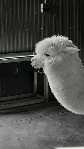 Black and white vertical footage of curious white alpaca in rustic wooden barn