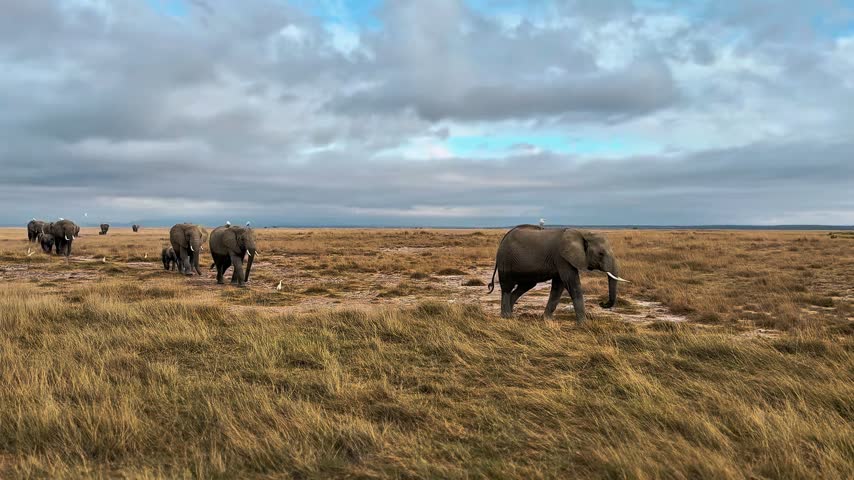 Group of African elephants walking across dry grassy savanna landscape