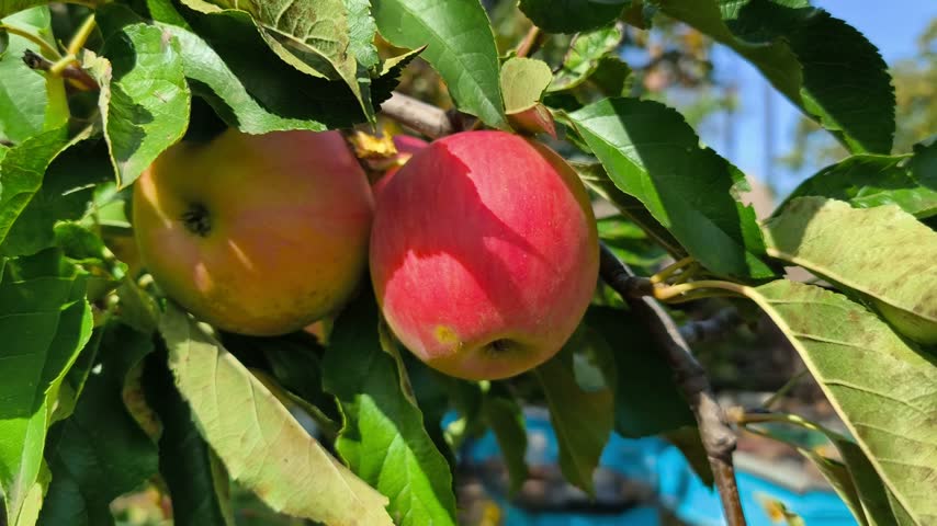 Close-up of an adult hand holding two ripe red apples still attached to a leafy orchard tree.