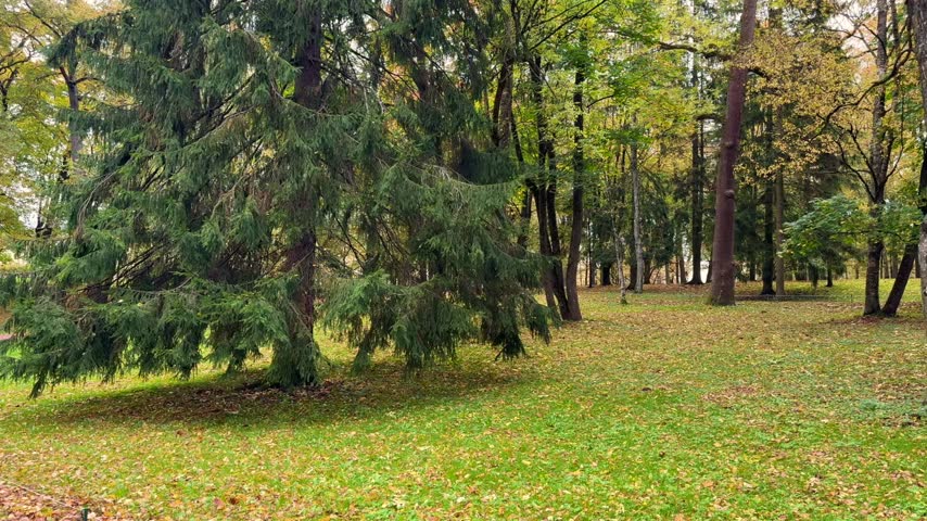 Autumn park landscape with evergreen tree and colorful deciduous forest surrounding leaf covered grassy clearing in peaceful outdoor woodland setting