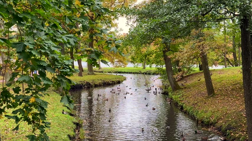 Autumn park stream flowing between tree lined grassy banks with ducks swimming across rippling water in a peaceful outdoor landscape