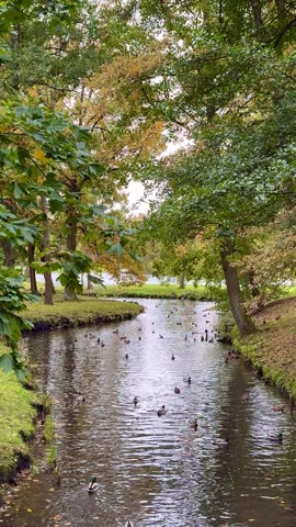 Autumn park stream flowing between tree lined grassy banks with ducks swimming across rippling water in a peaceful outdoor landscape