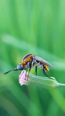 A hump-backed bee fly perches on a flower against a blurred background.