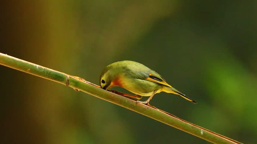 Small vibrant green and yellow bird with a tiny feather on its beak perched on a smooth bamboo branch against a blurred dark green background