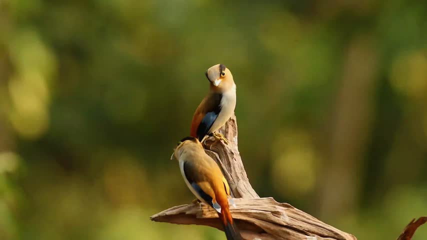 Two colorful wild birds with blue wing patches perched together on a dry textured wood log against a warm blurred green forest background