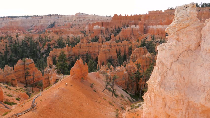 Slowly movement over iconic orange hoodoos and green pine trees of bryce canyon national park, revealing vast and stunning geological formations of rock amphitheater. Pov side view of rocks buttes