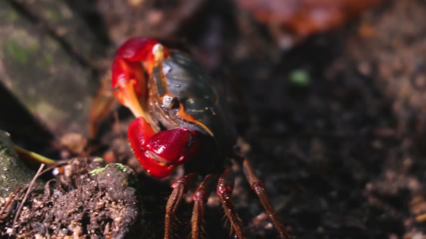 Red-clawed mangrove crab (Chiromantes haematocheir, akategani) crawling among rocks at Shukkeien Garden in Hiroshima, Naka-ku, Chugoku, Honshu, Japan, macro closeup of crustacean, wildlife footage