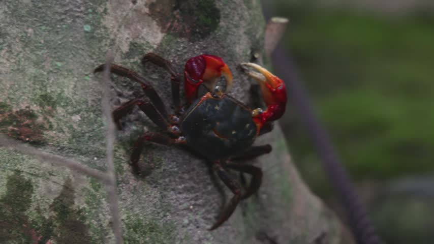 Red-clawed mangrove crab (Chiromantes haematocheir, akategani) crawling among rocks at Shukkeien Garden in Hiroshima, Naka-ku, Chugoku, Honshu, Japan, macro closeup of crustacean, wildlife footage