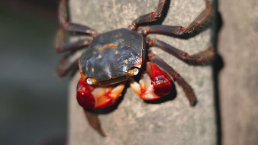 Red-clawed mangrove crab (Chiromantes haematocheir, akategani) crawling among rocks at Shukkeien Garden in Hiroshima, Naka-ku, Chugoku, Honshu, Japan, macro closeup of crustacean, wildlife footage