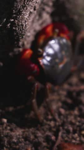 Red-clawed mangrove crab (Chiromantes haematocheir, akategani) crawling among rocks at Shukkeien Garden in Hiroshima, Naka-ku, Chugoku, Honshu, Japan, macro closeup of crustacean, wildlife footage