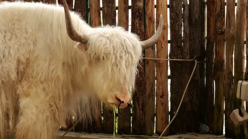 White Highland cattle bull shaggy hair grazing wooden rustic fence closeup portrait farm livestock horned animal