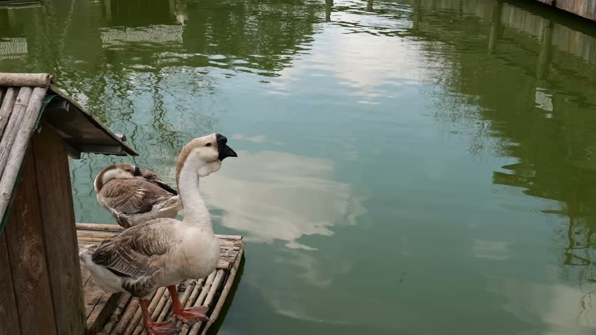 Chinese goose resting bamboo deck beside tranquil green water reservoir avian animals rural scene