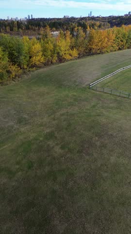 Vertical drone video rising over golden aspen trees to reveal the North Saskatchewan River valley in Edmonton Alberta Canada on an autumn day