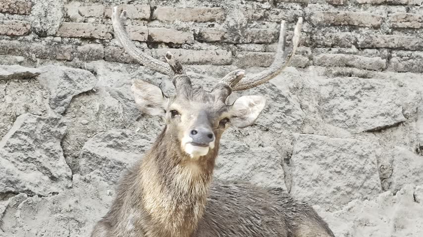 Close up shot of a beautiful male deer with large antlers looking towards the camera while resting in front of a textured stone and brick wall