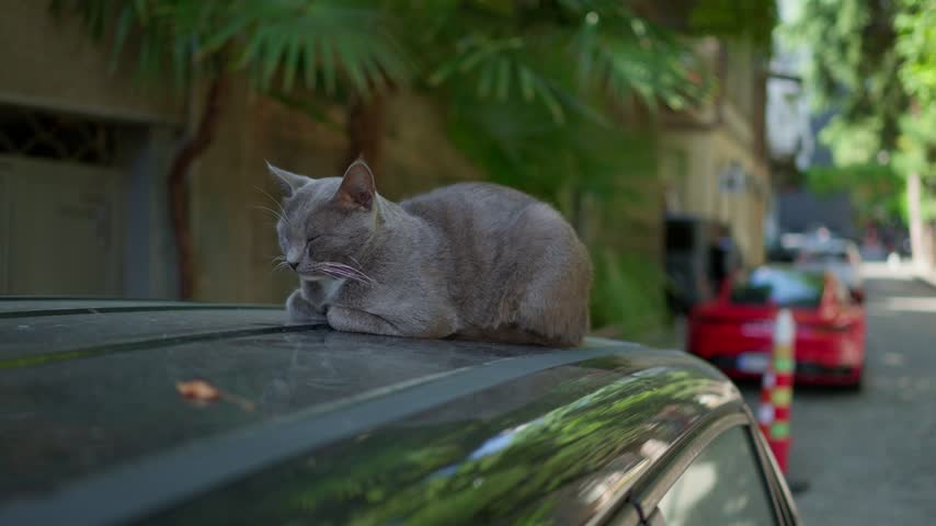 A calm grey cat resting on the roof of a parked car in a quiet urban street during the daytime