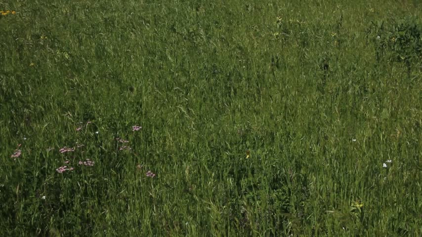 Background of green mountain meadow.